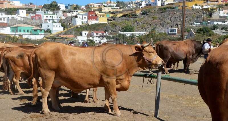 Imagen de archivo de la última muestra de ganado de San Juan/TA.